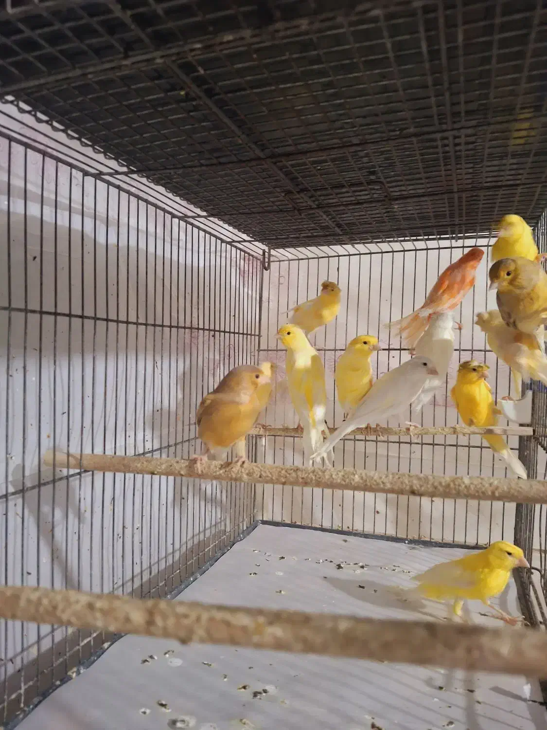 قناری|پرنده|قم, شهرک امام حسین|دیوار