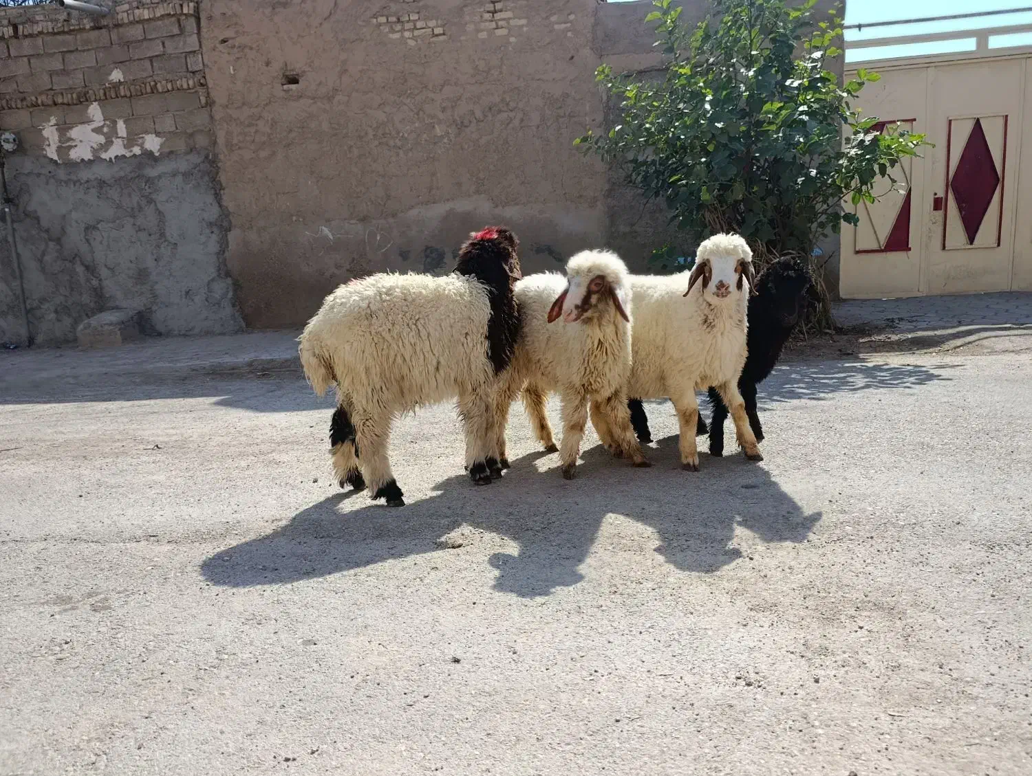 بره جهت فروش جفتی 135/000/000|حیوانات مزرعه|اهواز, منازل کارون|دیوار