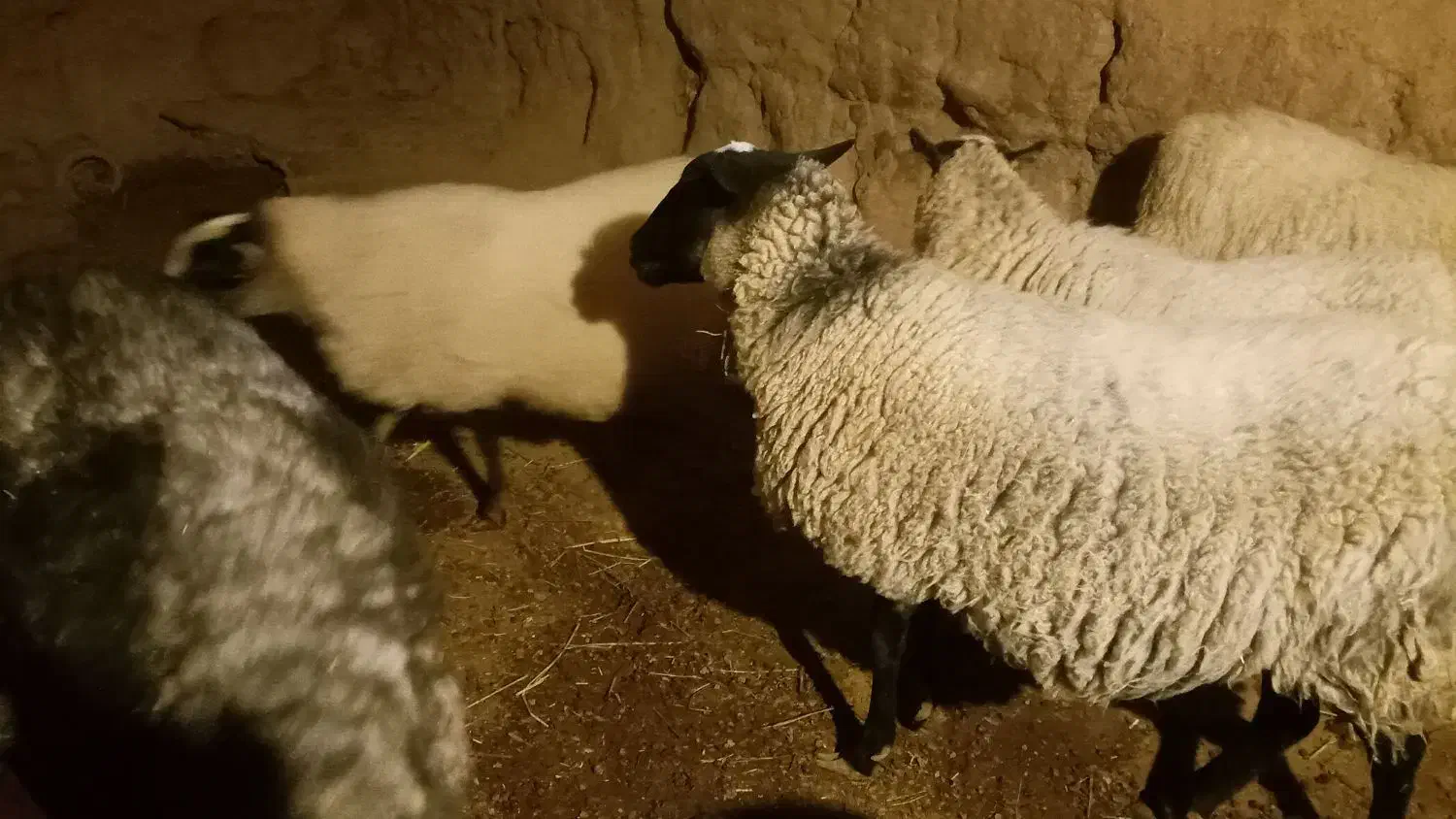 تعدادی رومانوف وبره نر گوشتی  به فروش می‌رسد|حیوانات مزرعه|تبریز, |دیوار