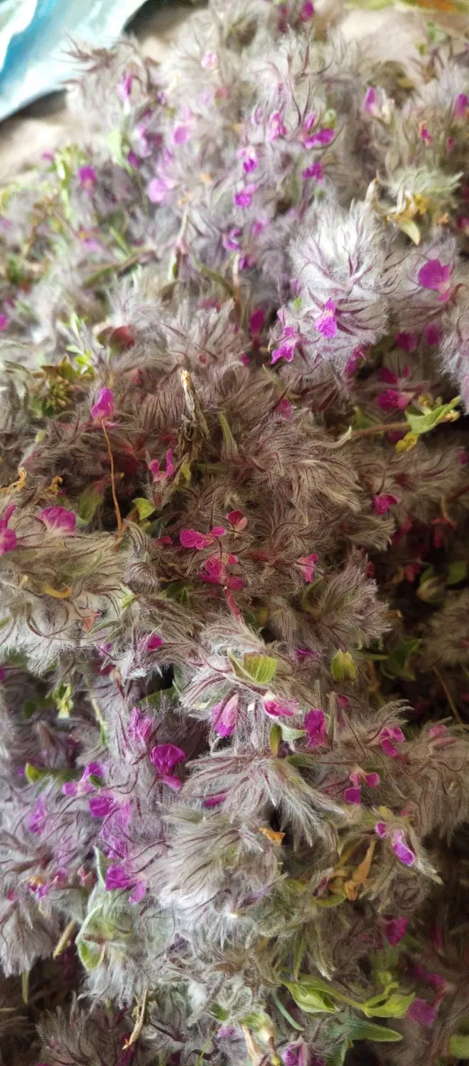 توهلوجه|خوردنی و آشامیدنی|هوراند, |دیوار