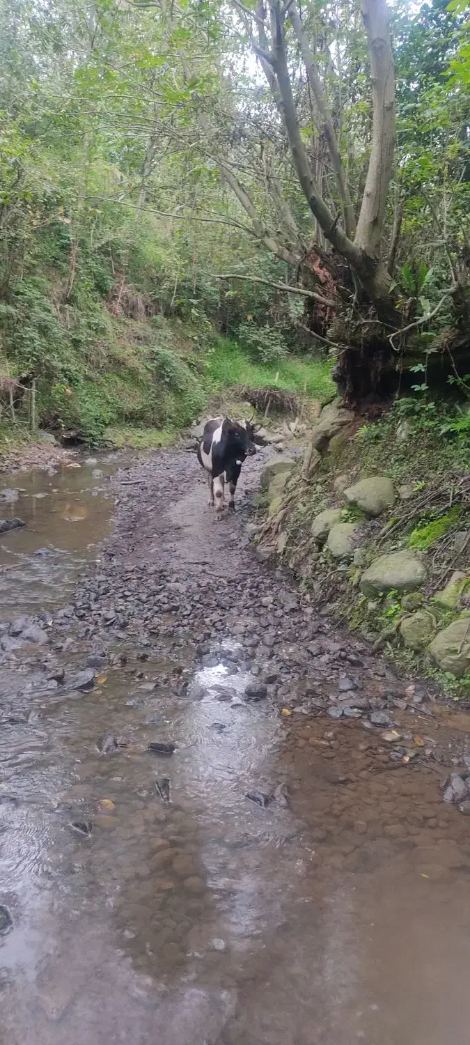 کل محلی|حیوانات مزرعه|کلاچای, |دیوار