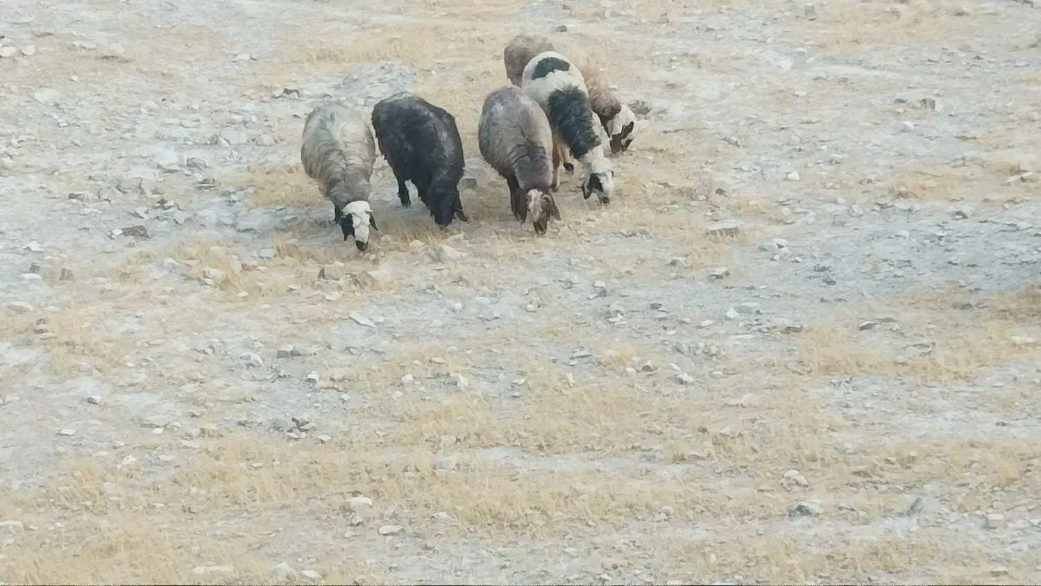 14راس میش داشتی|حیوانات مزرعه|کازرون, |دیوار