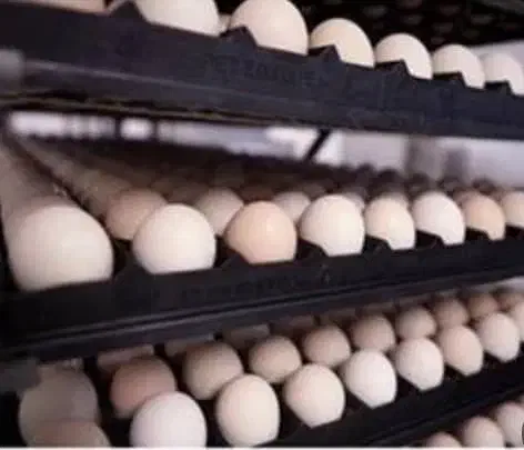 تخم نطفه دار جوجه راس گوشتی ضمانتی|حیوانات مزرعه|تهران, ترمینال غرب|دیوار