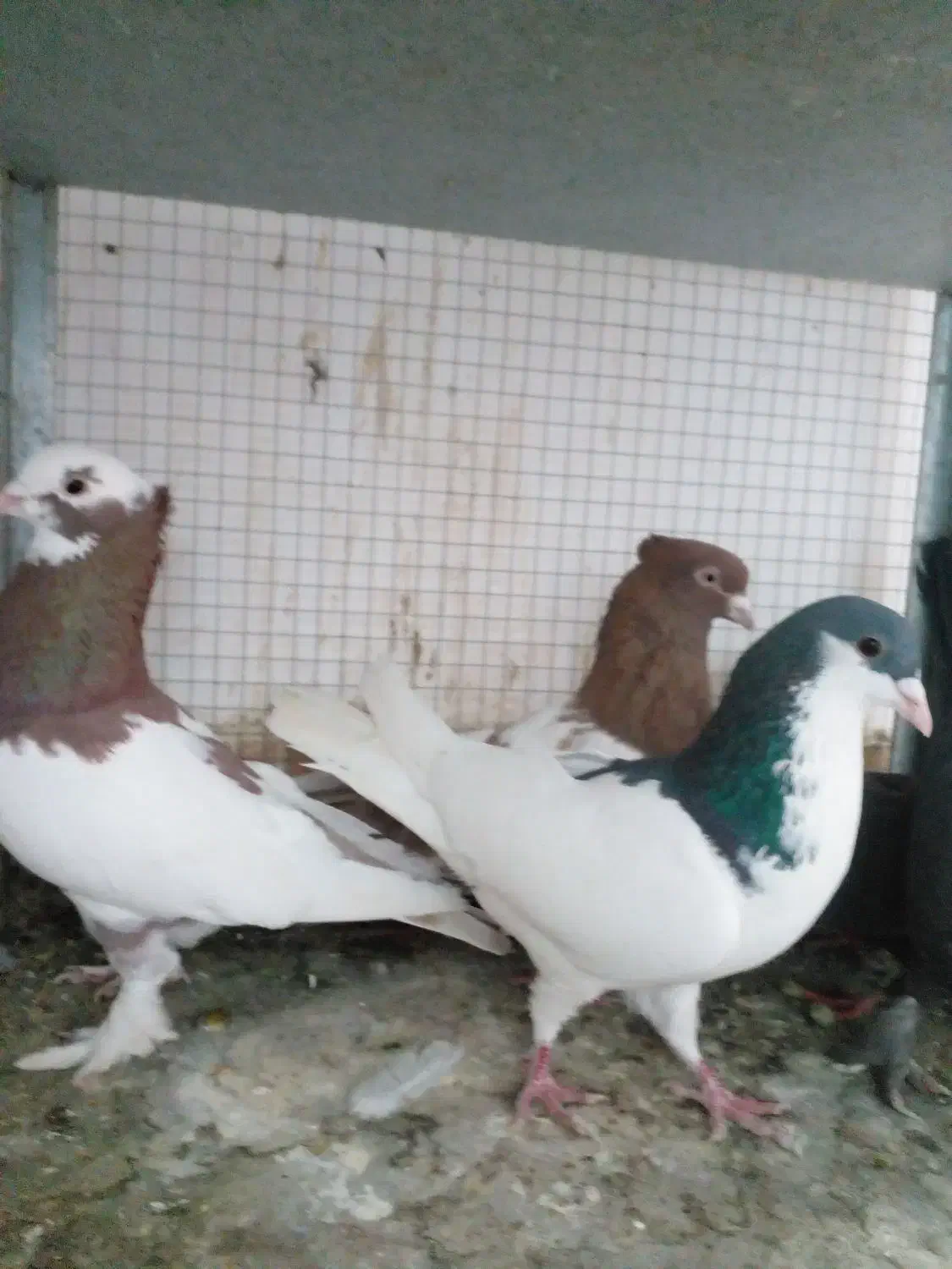 کفتر بهبهونی|پرنده|شیراز, گویم|دیوار