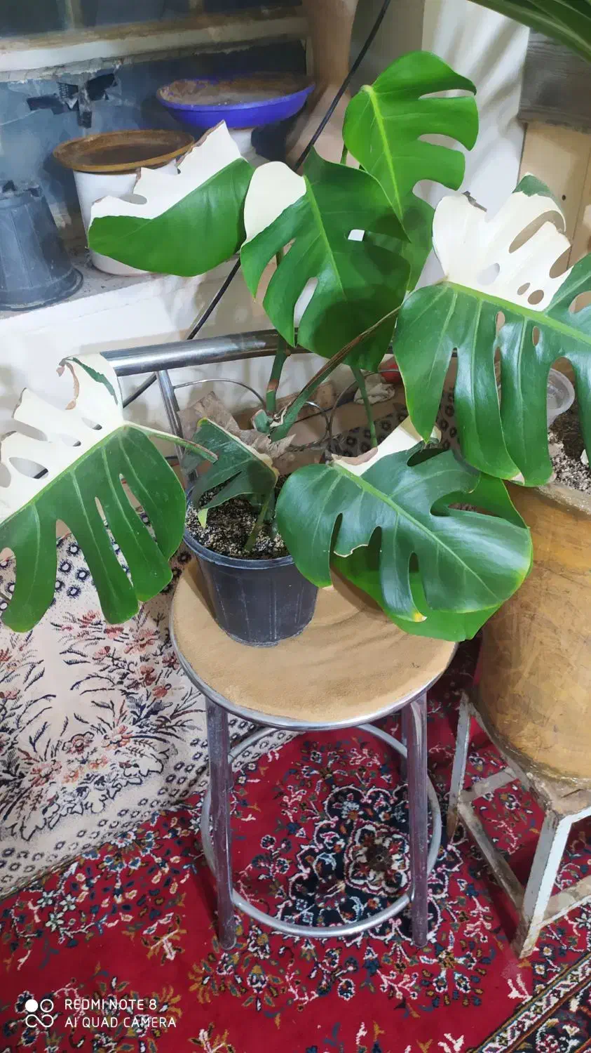 انجیری ابلق زیبا پربرگ|گل و گیاه طبیعی|بیرجند, |دیوار