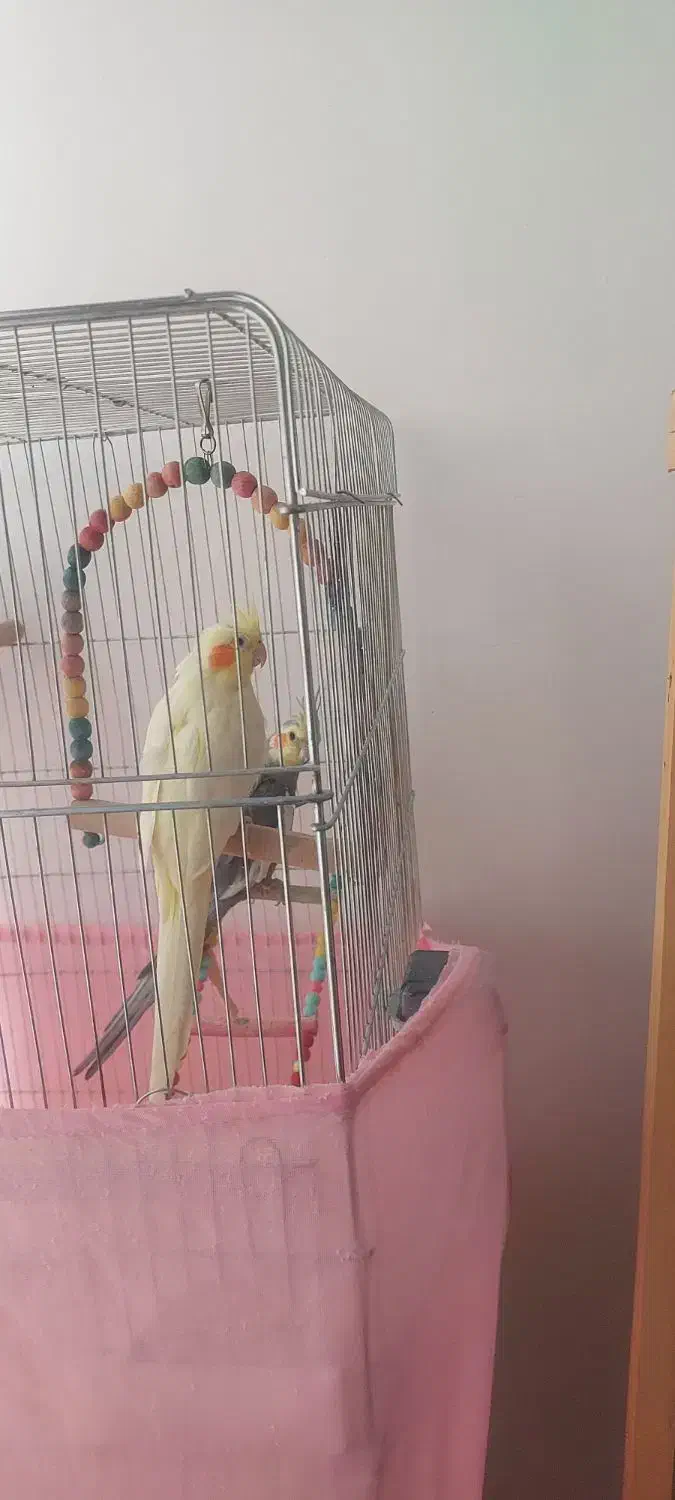 فروش دو عدد عروس هلندی|پرنده|سقز, |دیوار