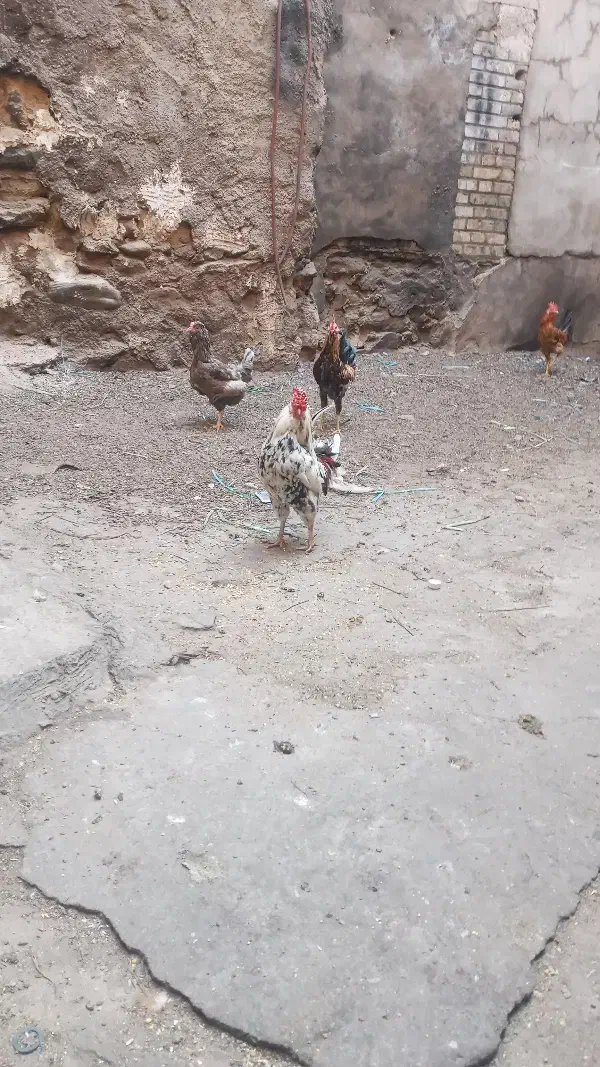 خروس گلین اصل|حیوانات مزرعه|شوشتر, |دیوار