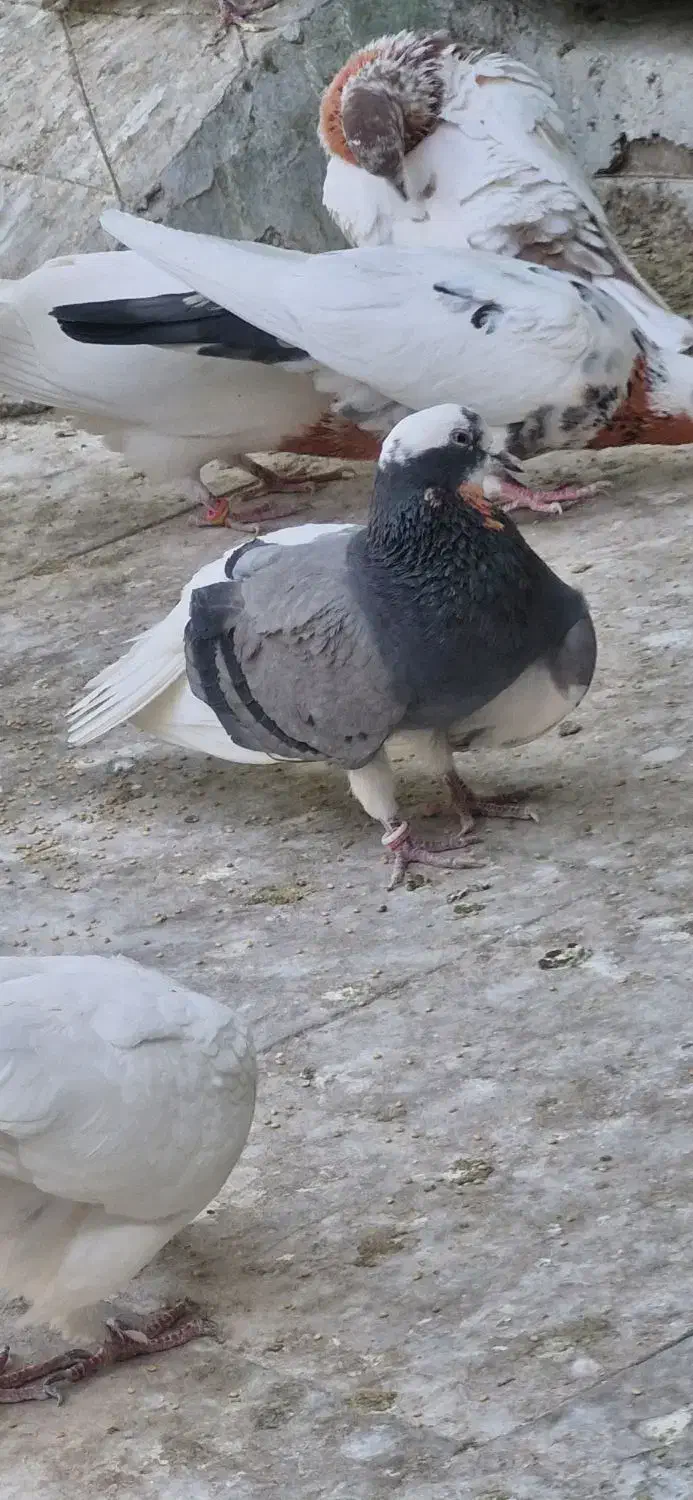 کفترتیرماه|پرنده|جوادآباد, |دیوار