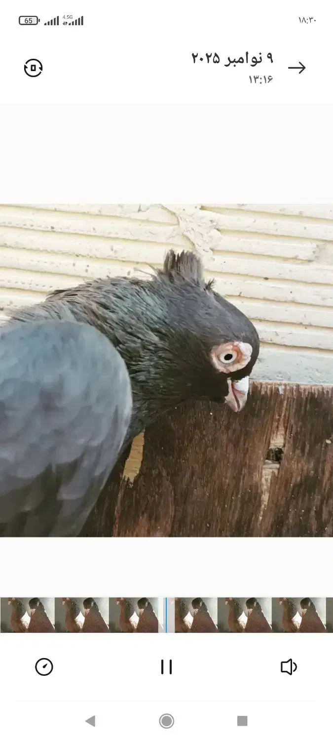 کبوتر قهوهای آبادانی|پرنده|لنجان, |دیوار