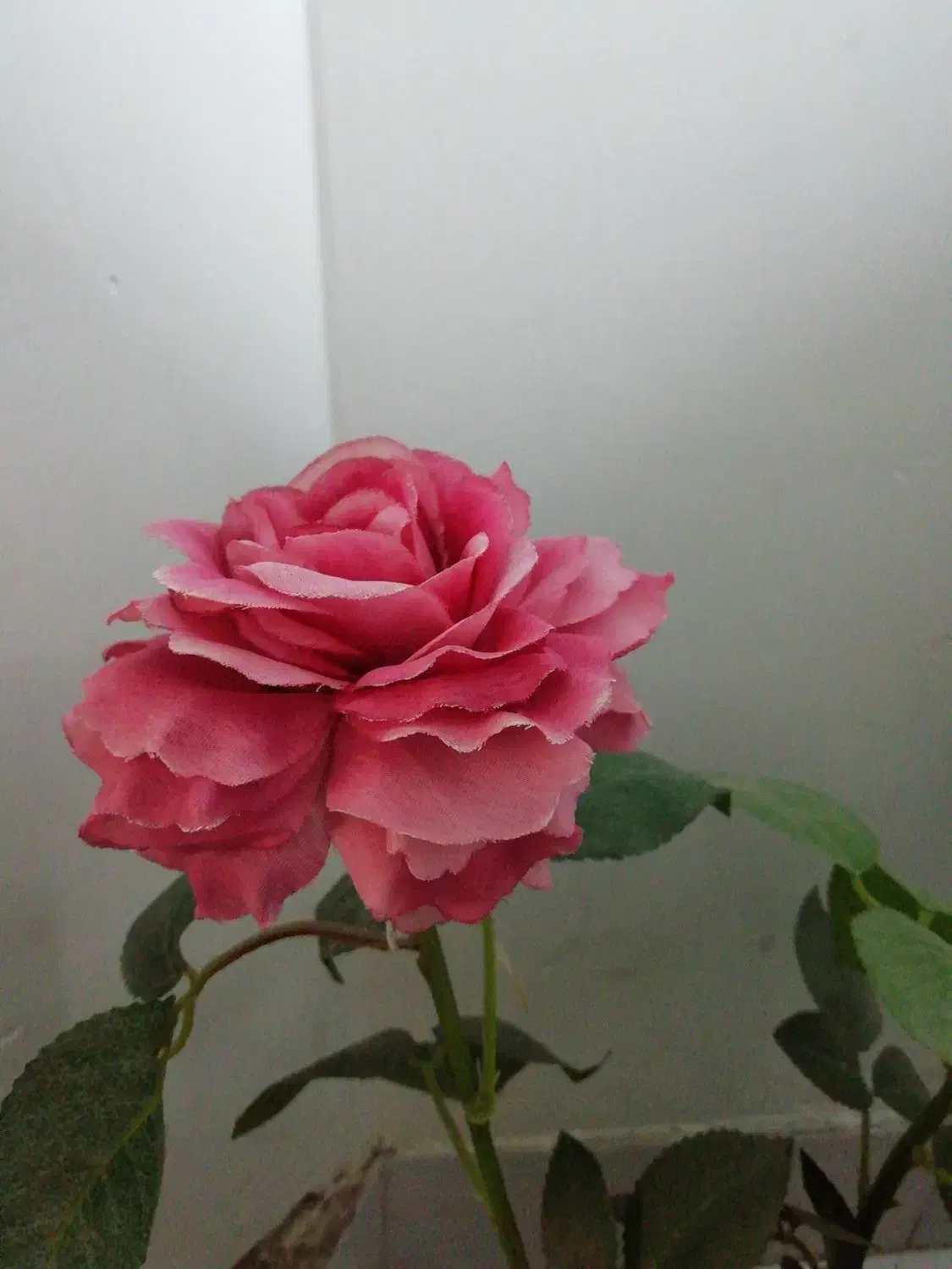 گل رز|گل و گیاه طبیعی|سمنان, |دیوار