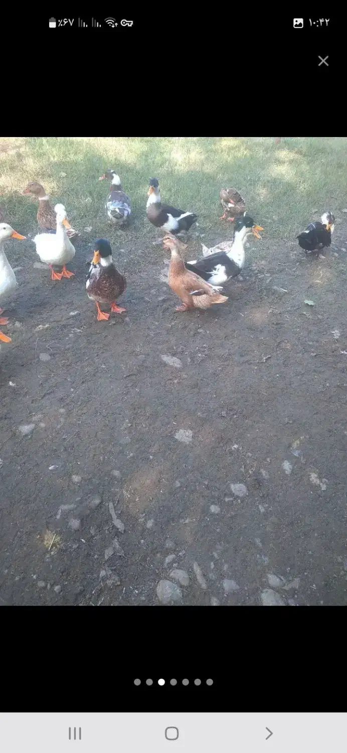 فروش اودرک محلی نر وماده تخم گذار|حیوانات مزرعه|سیاهکل, |دیوار