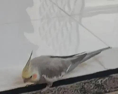 عروس هلندی|پرنده|شریفآباد, |دیوار