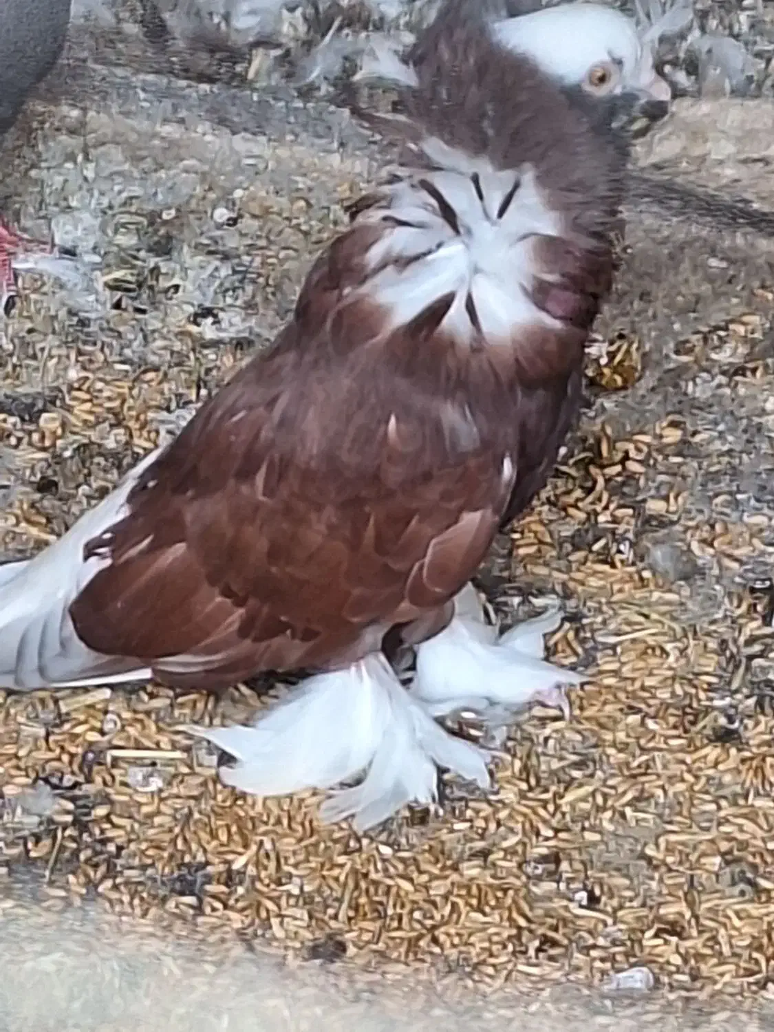 کبوتر شامپیون|پرنده|جرقویه, |دیوار