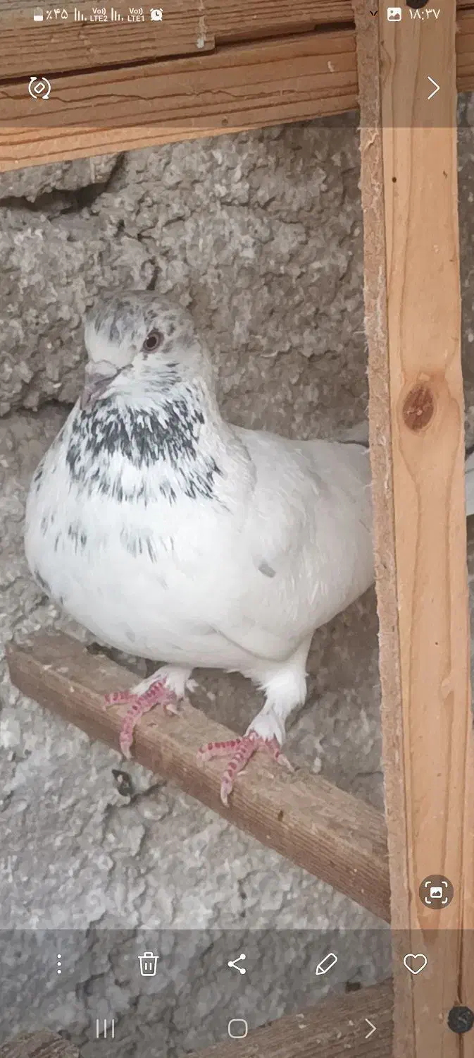 کبوتر|پرنده|قرچک, میرزائی جنوبی|دیوار