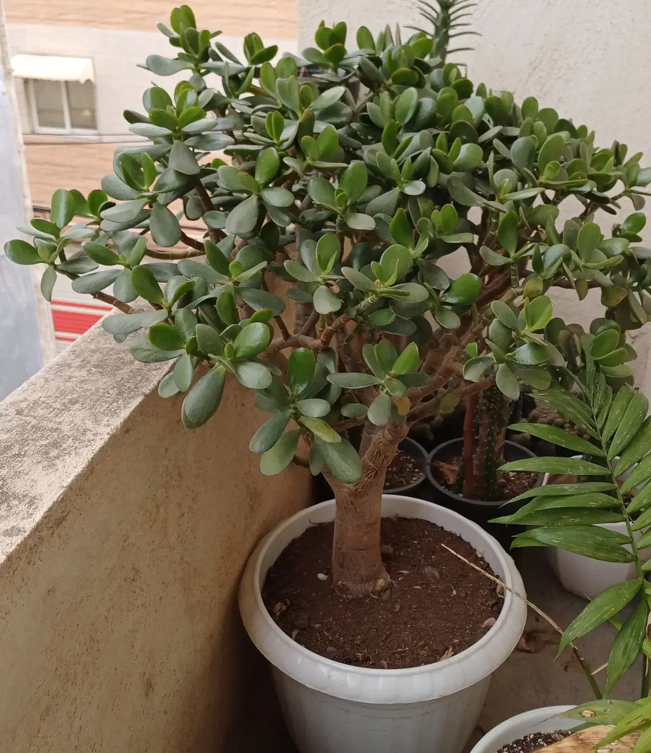 گل یشم|گل و گیاه طبیعی|رشت, کوی فکوری|دیوار