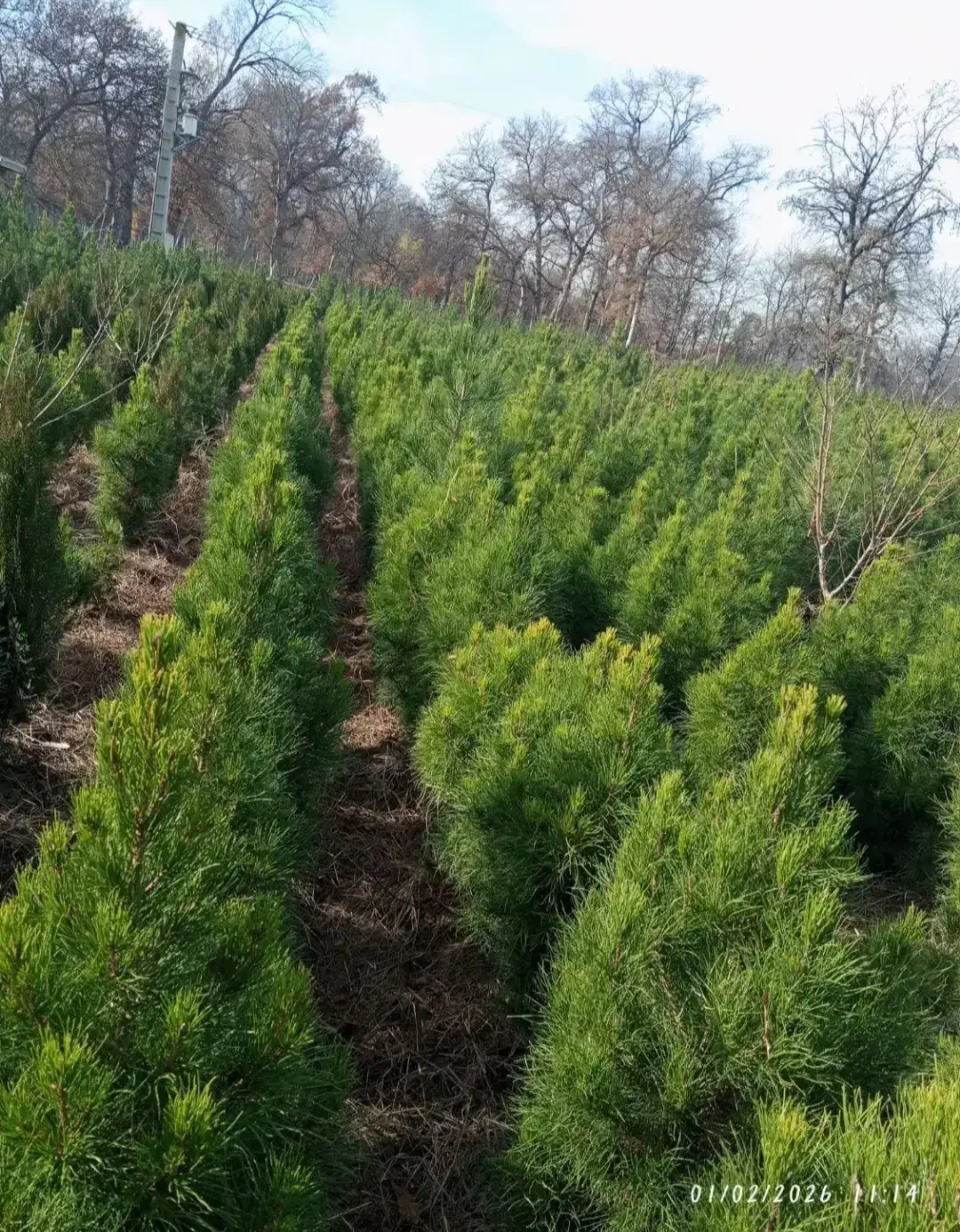 کاج کله قندی مشهد|گل و گیاه طبیعی|کرمان, |دیوار