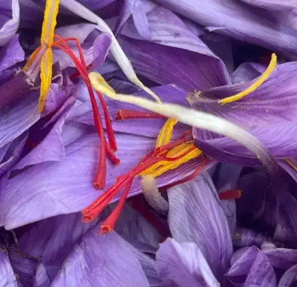 خرید زعفران با کیفیت برای شما دوستان عزیز|حراج|مشهد, ابرغن|دیوار