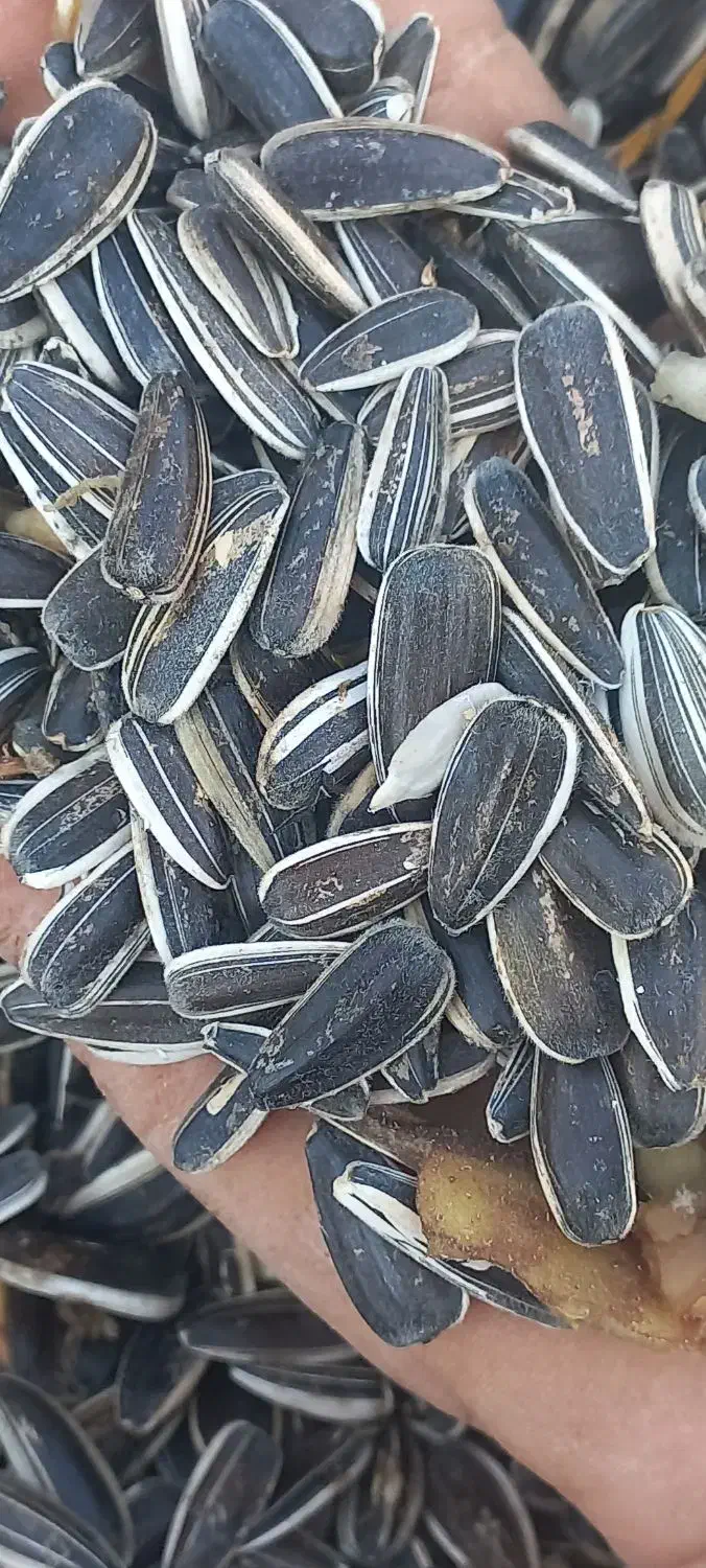 تخمه اس ۴۰۰|خوردنی و آشامیدنی|ماهنشان, |دیوار