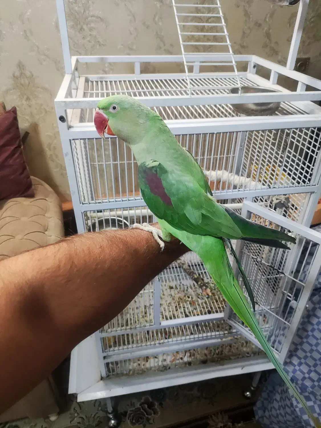 شاه طوطی نر|پرنده|قرچک, زیبا شهر|دیوار