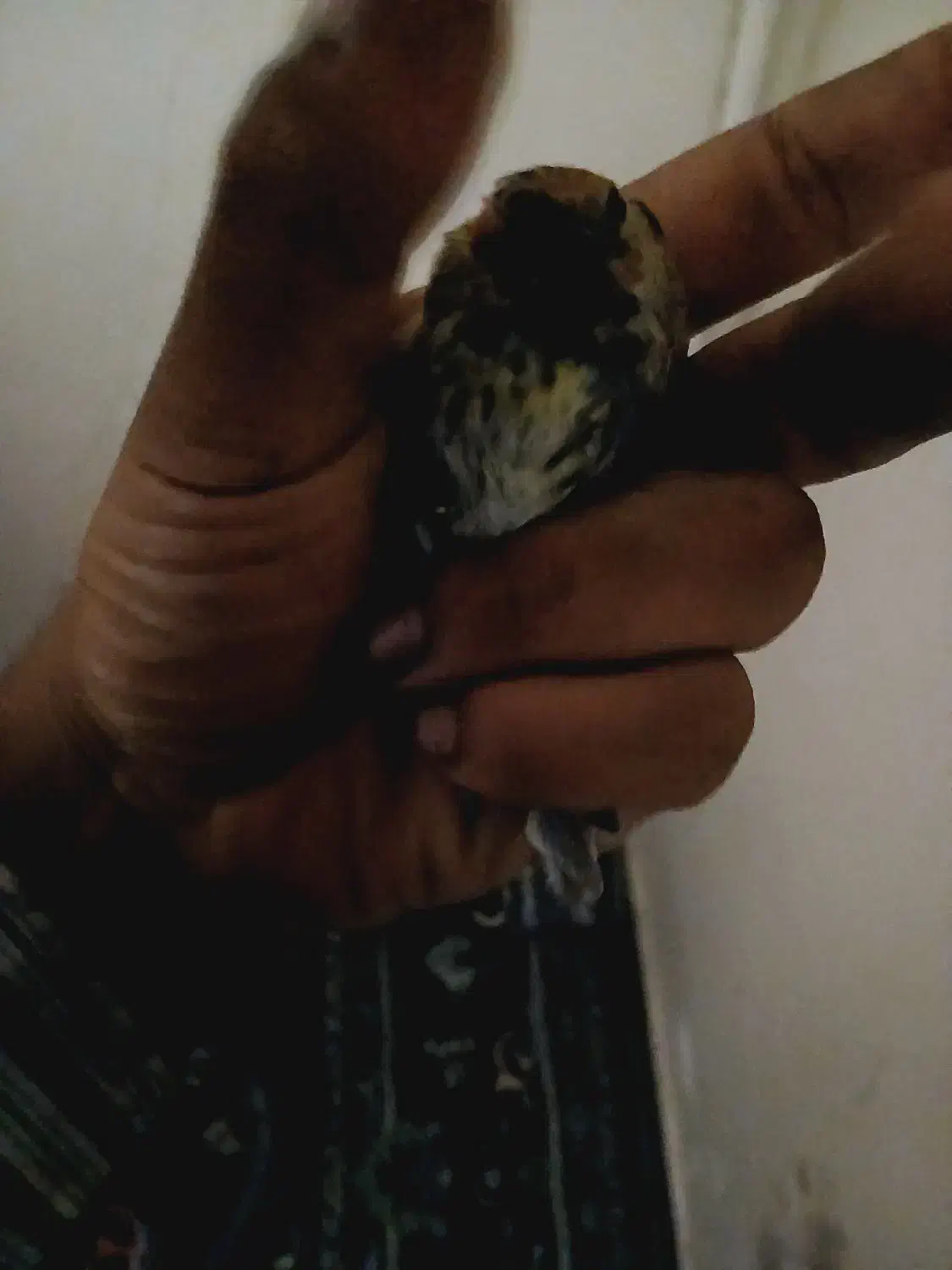 سهره گلبسر نره بخون|پرنده|شاهین‌شهر, عطار|دیوار