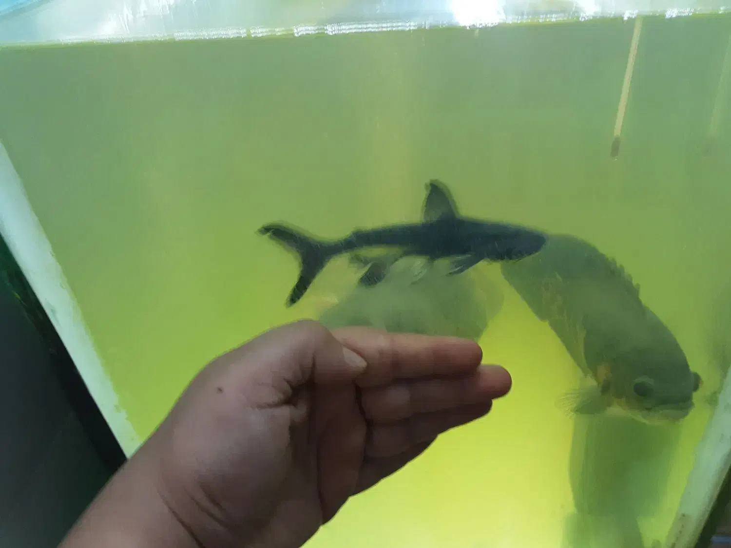 ماهی پنکوسی شکاری|ماهی|ملایر, |دیوار