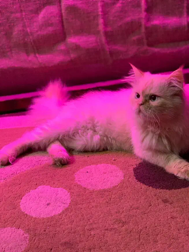 گربه پرشین اصیل نر|گربه|رشت, باهنر|دیوار