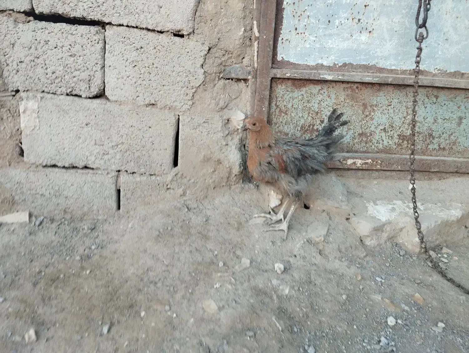 فروش مرغ و خروس و اردک وجوجه|حیوانات مزرعه|خواف, |دیوار