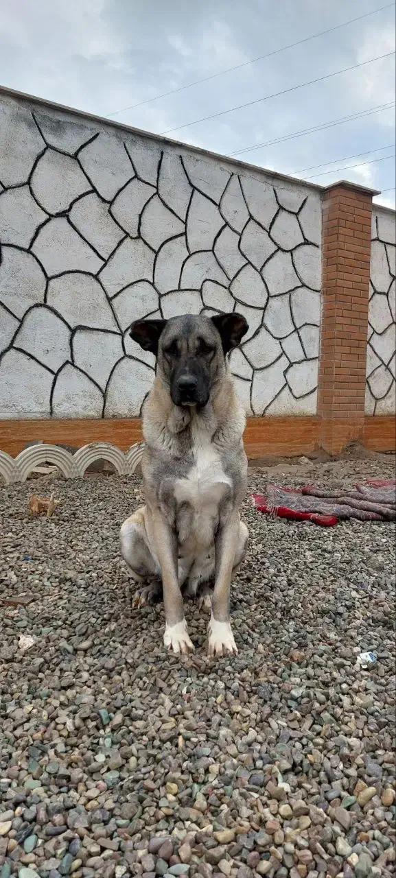 سگ سرابی ماده|سگ|پاکدشت, پاکدشت (مامازند)|دیوار