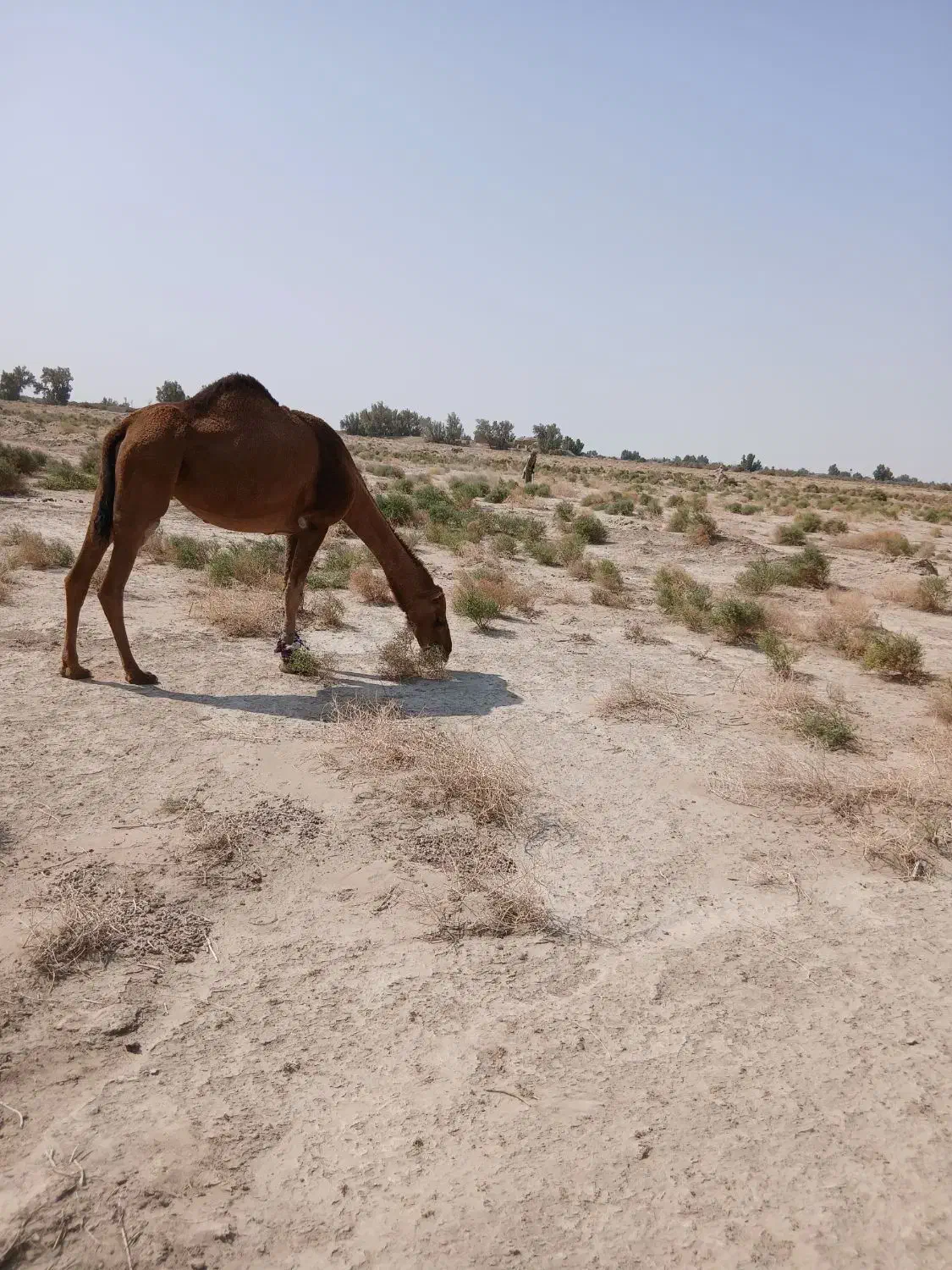 شتررودباری اصل|حیوانات مزرعه|هامون, |دیوار