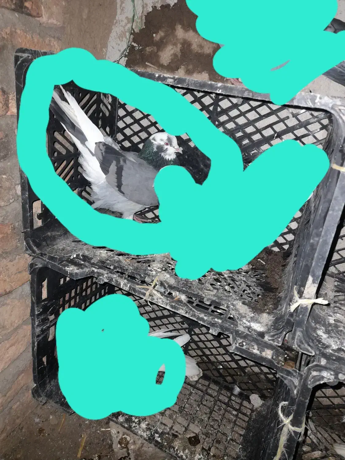 کفتر|حیوانات|اردبیل, |دیوار