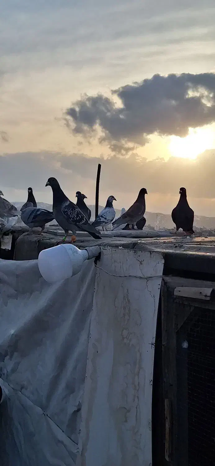 کبوتر بومب|پرنده|مشهد, تربیت (صدف)|دیوار