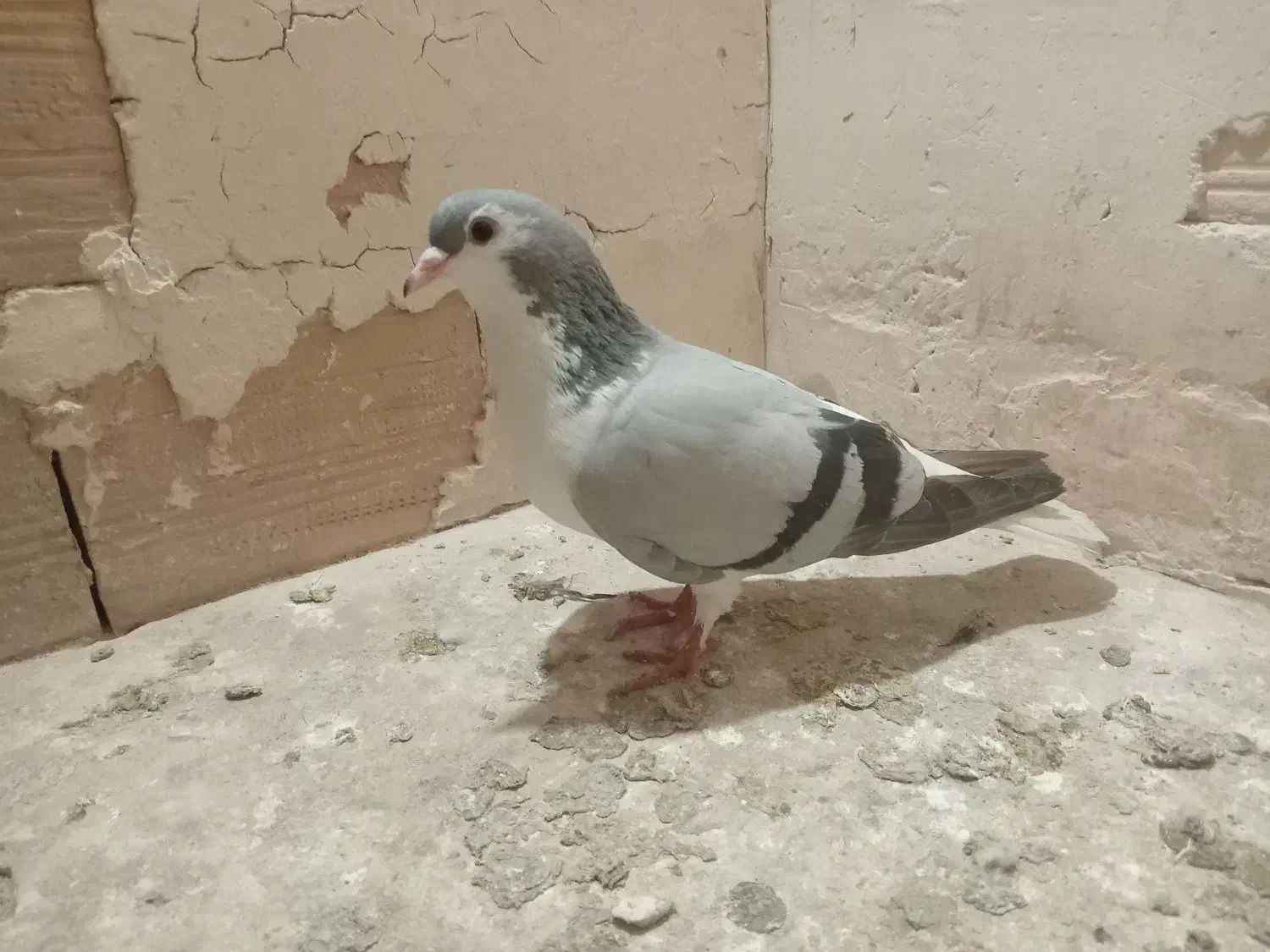 صید|لوازم التحریر|مشهد, بهمن|دیوار