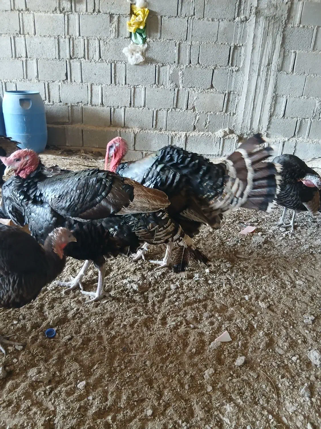 بوقلمون کُرک|حیوانات مزرعه|آبپخش, |دیوار