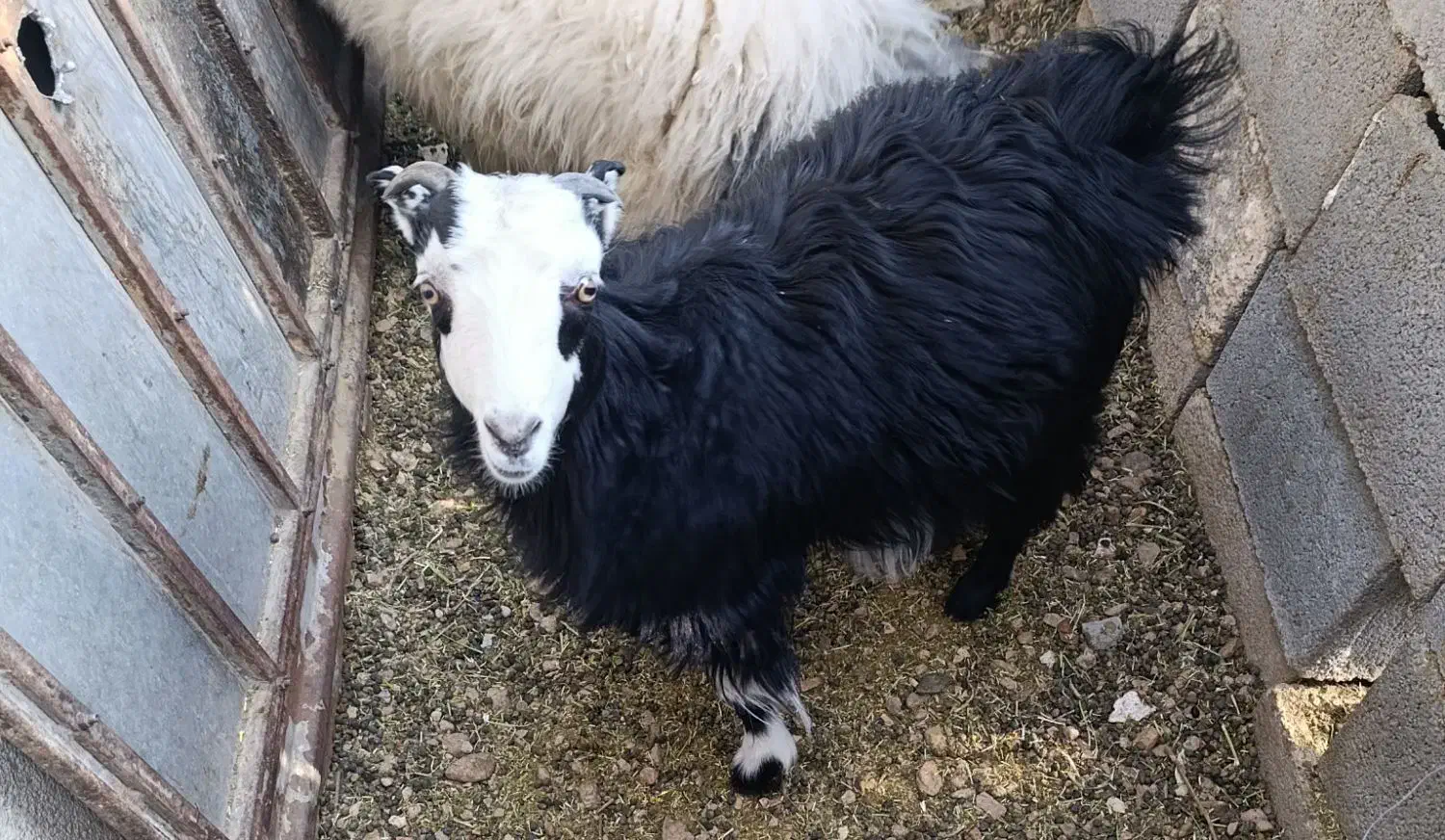 گوسفند زنده|حیوانات مزرعه|آباده, |دیوار