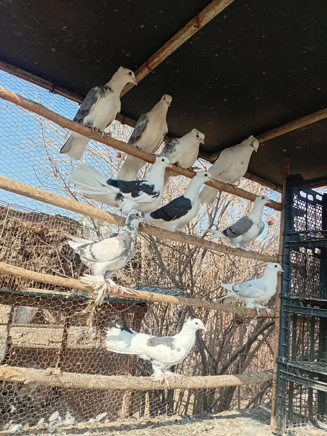 کبوتر پشتدار زینتی و دمچتری|پرنده|جوادآباد, |دیوار