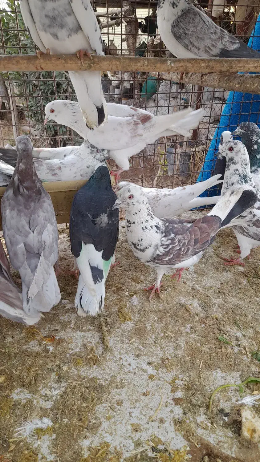 کبوتر پرشی|پرنده|ری, شهرک نظامی|دیوار