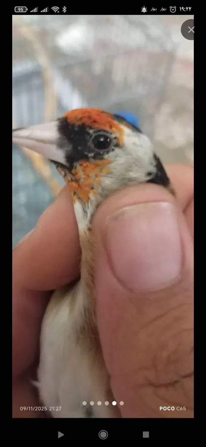 جوجه سره امسال|پرنده|قرچک, داوود آباد|دیوار