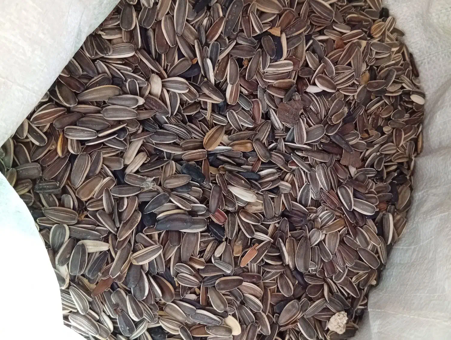 تخمه افتابگردان|خوردنی و آشامیدنی|مشهد, آبکوه|دیوار