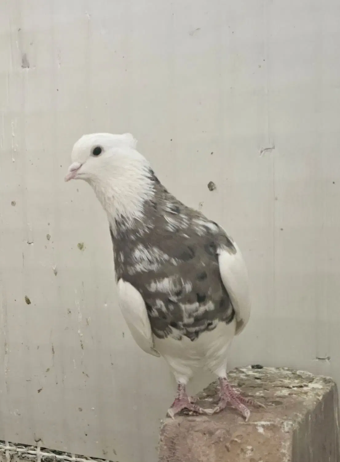 نر زیتونی هفت رنگ نر الماسی قهوه ای|پرنده|کرمانشاه, |دیوار