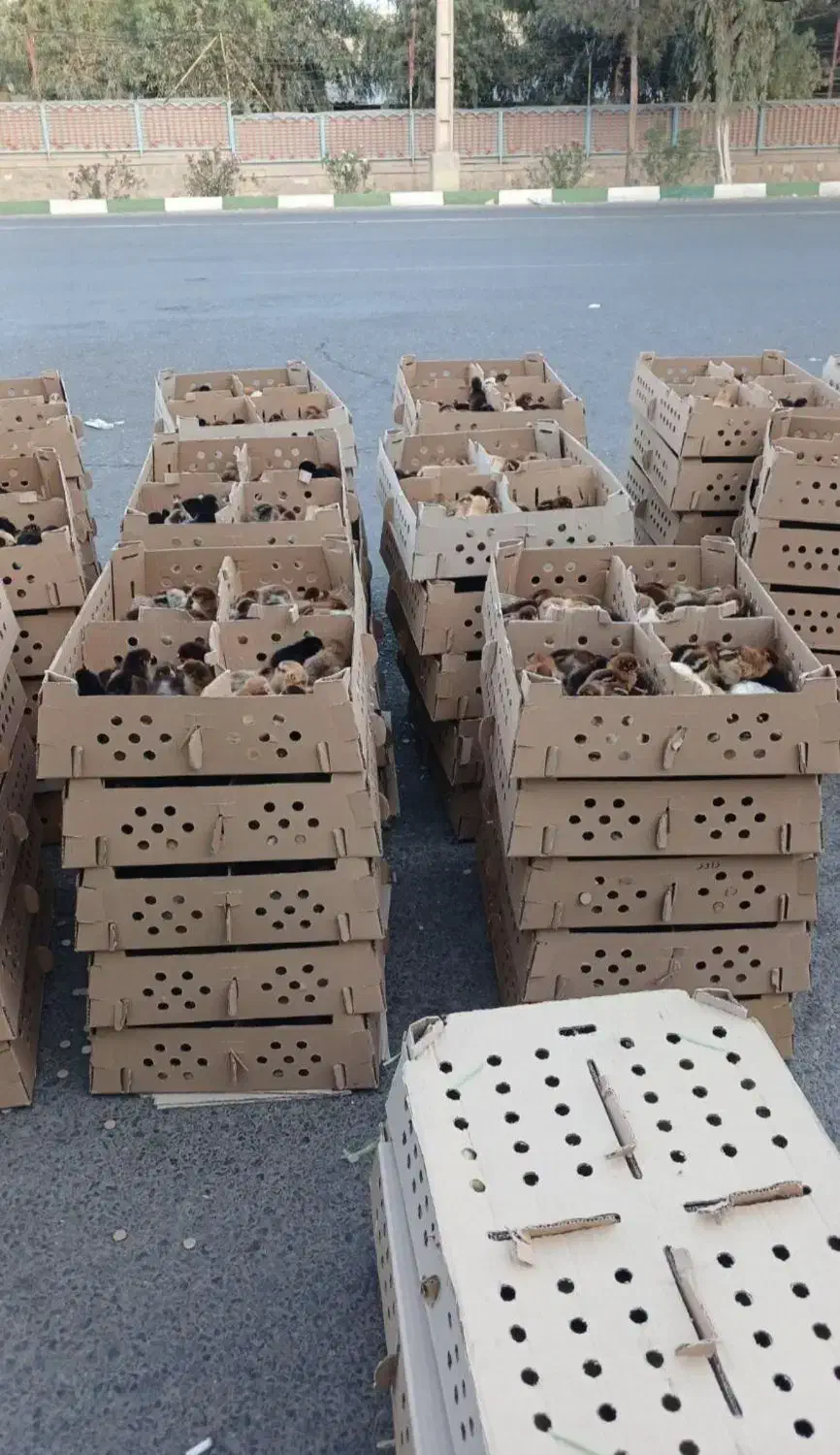 فروش مستقیم انواع جوجه باکیفیت پرورشی|حیوانات مزرعه|نورآباد ممسنی, |دیوار