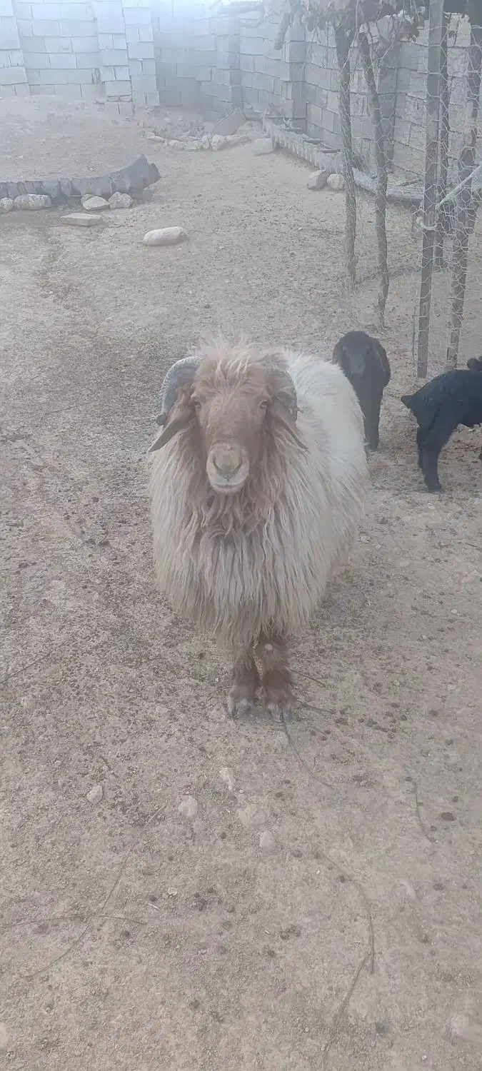 یک قوچ جوان کیلوی ۶۵۰ بفروش می‌رسد|حیوانات مزرعه|منج, |دیوار