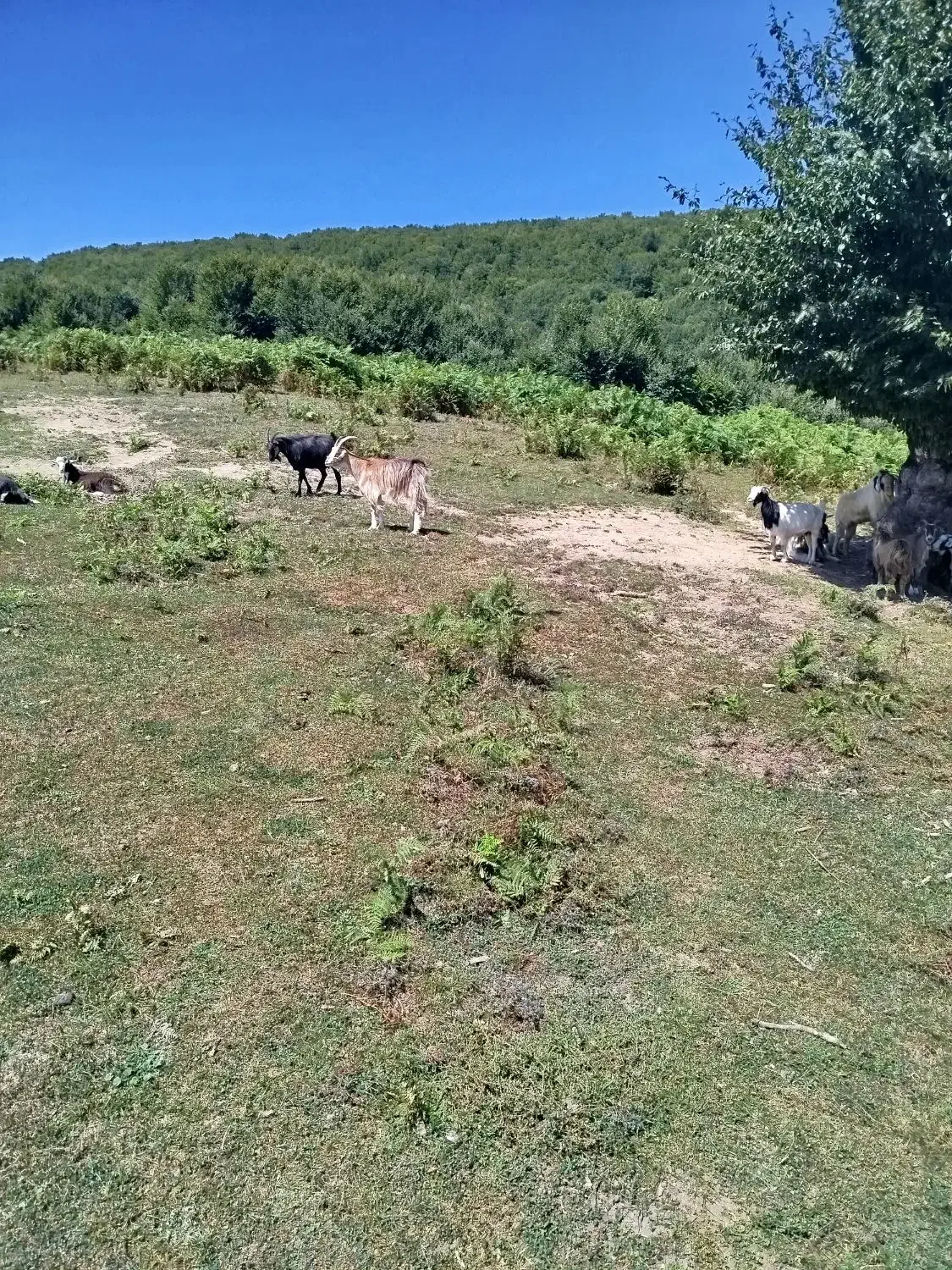 بز نر وماده|حیوانات مزرعه|دیلمان, |دیوار