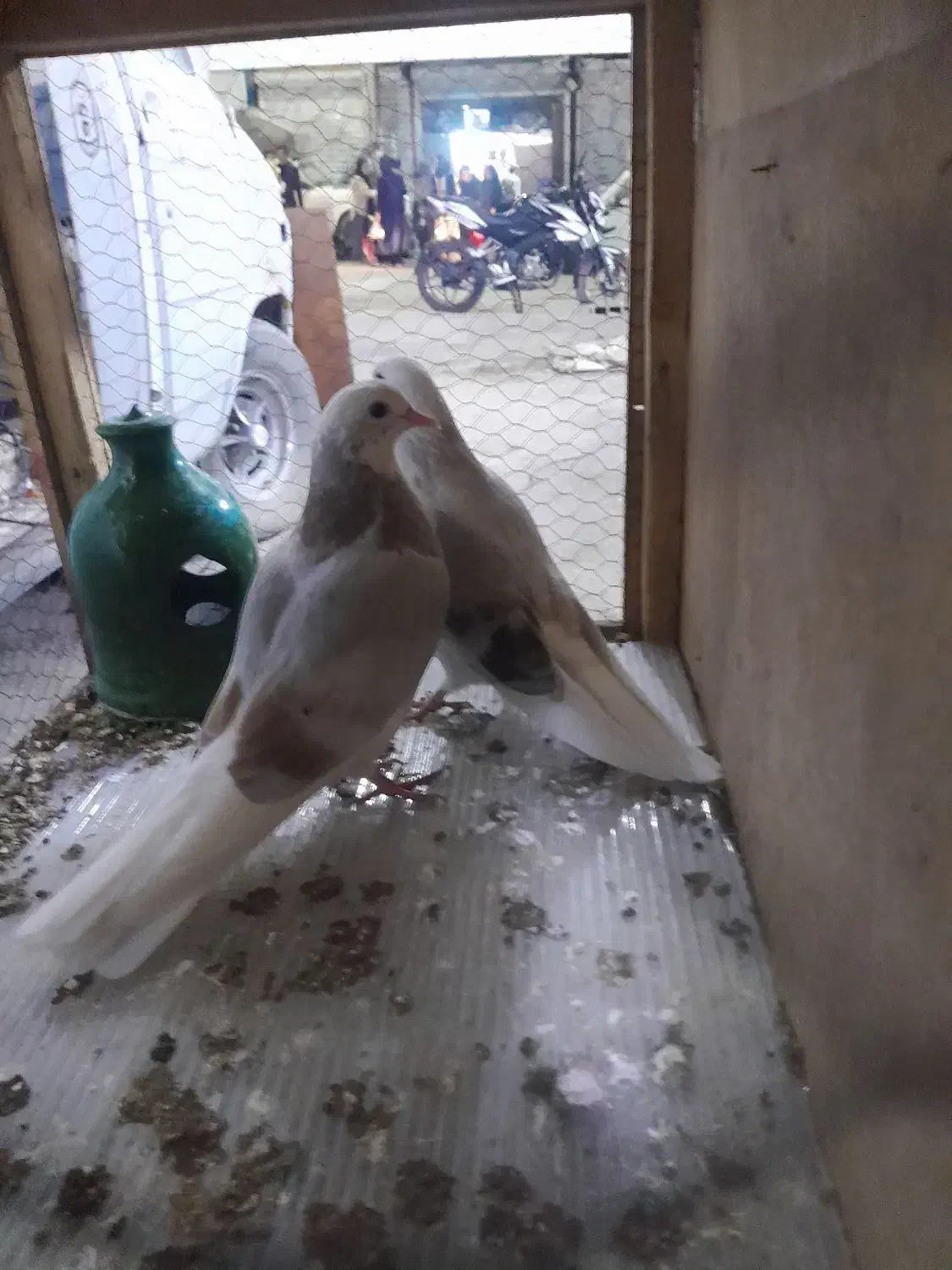 کبوتر|پرنده|خاوران, |دیوار