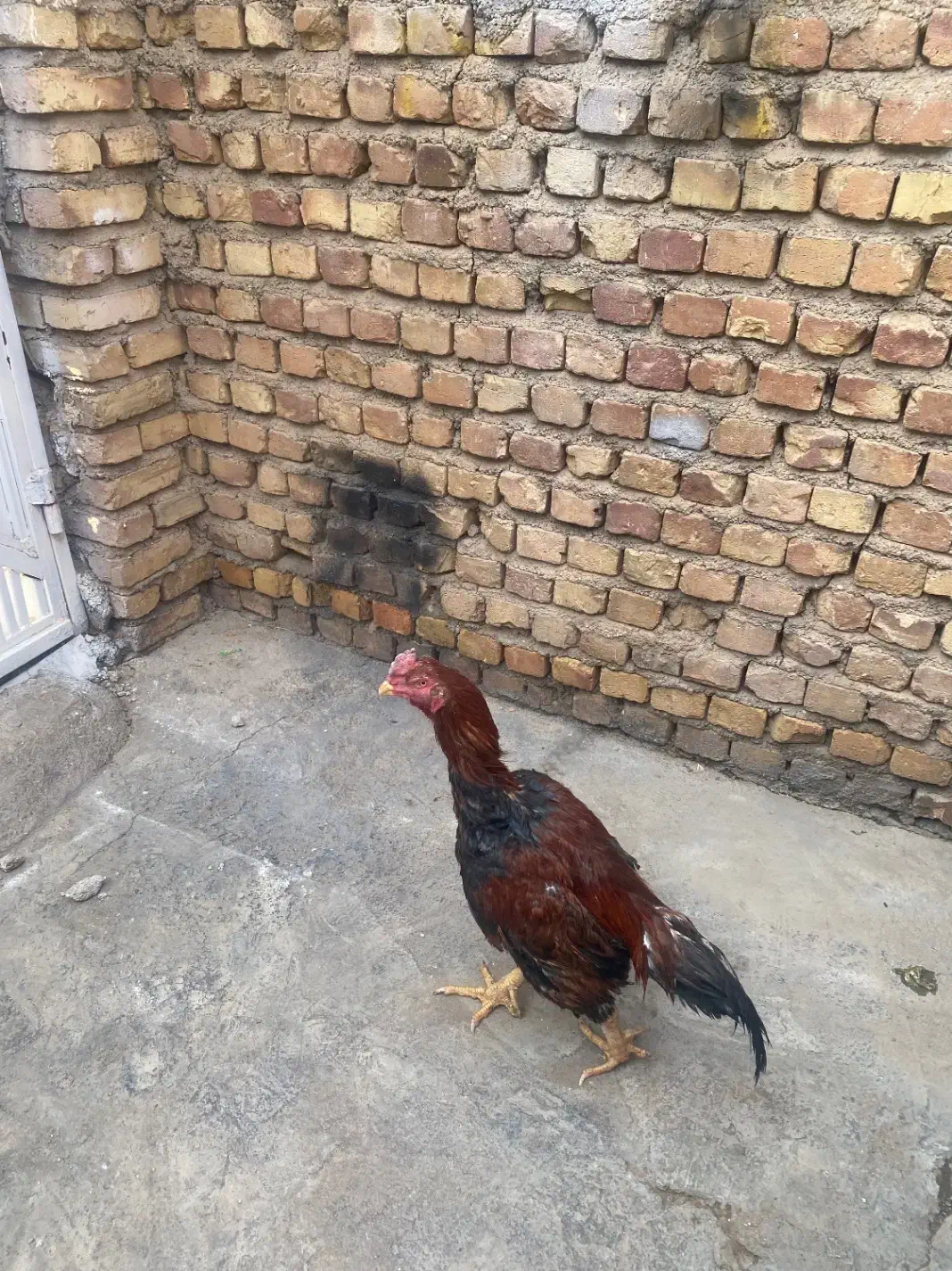 خروس لاری|حیوانات مزرعه|تاکستان, |دیوار