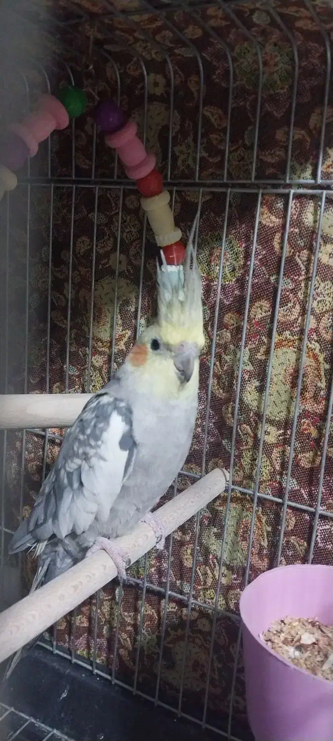 عروس هلندی مولد آماده جفت کردن|پرنده|فلاورجان, |دیوار