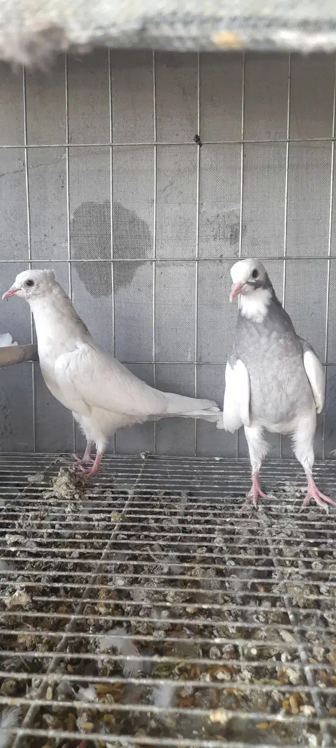 کبوتریاکفتر طوقی|پرنده|قم, خداکرم|دیوار