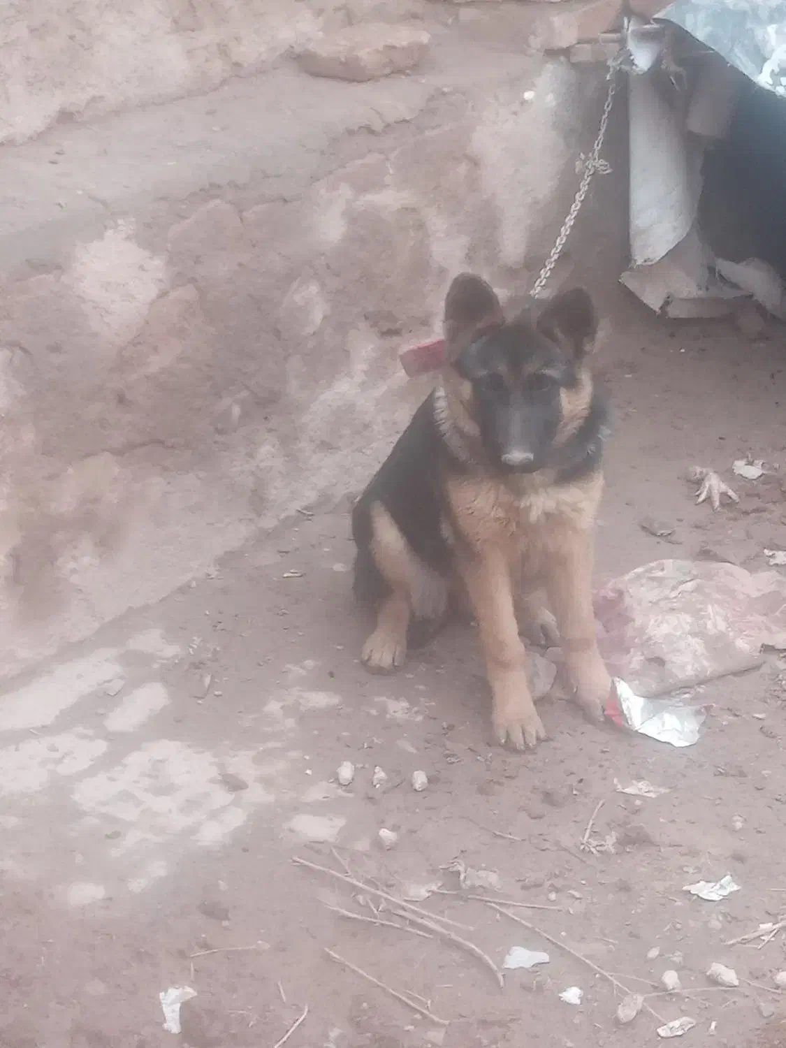 سگ ژرمن|سگ|نیشابور, رحمت آباد|دیوار