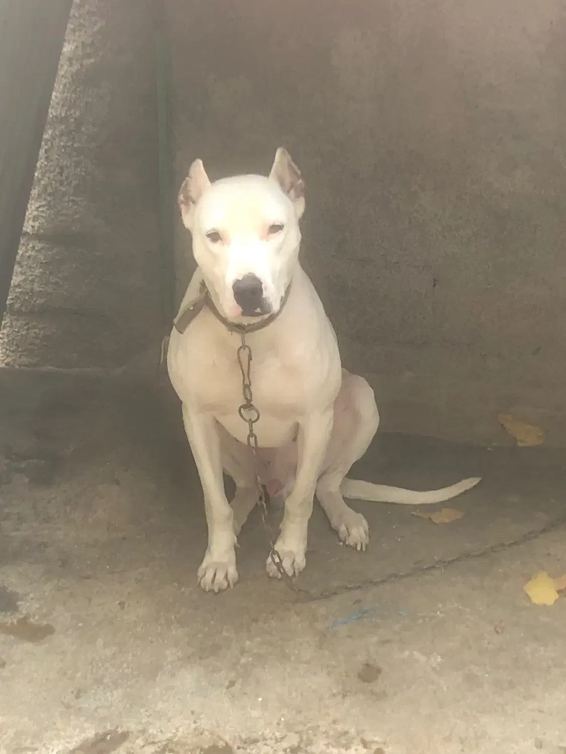 داگو آرژانتین|سگ|گرگان, |دیوار