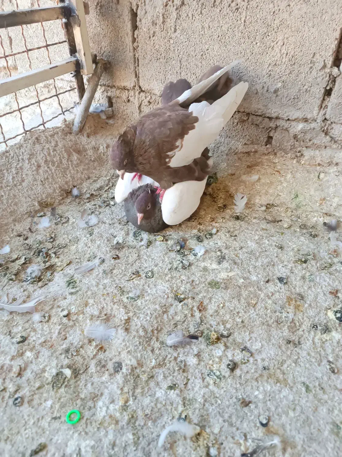 نرو ماده چیش چنگ سفید|پرنده|شیراز, دروازه قران|دیوار