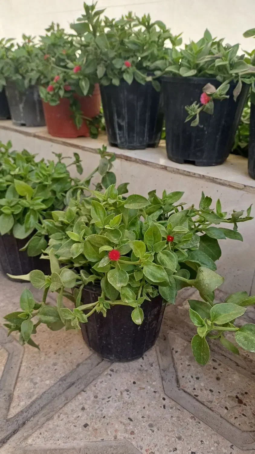 گلدون گل یخ|گل و گیاه طبیعی|مشهد, بلال|دیوار